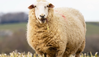 close-up of sheep in a field © RSPCA