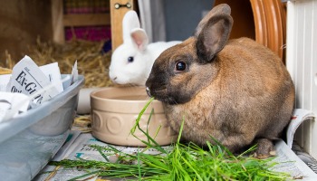 two rabbits in outdoor accomodation eating grass © RSPCA