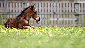 a foal lying down in a field with buttercups © RSPCA