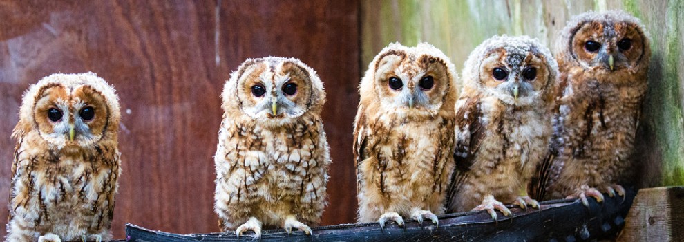 UK Wildlife Laws - Wildlife & Countryside Act 1981 | RSPCA UK Wildlife Laws - Wildlife & Countryside Act 1981 | RSPCA