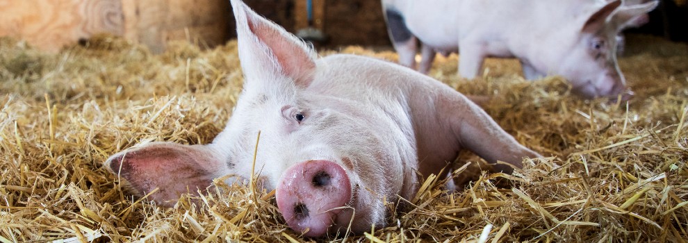 pig lying down in indoor pigsty © Emma Jacobs / RSPCA