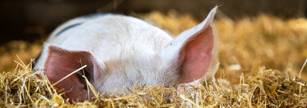 close-up of pig cooling off in the hay © RSPCA