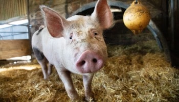 Pig on a farm © RSPCA