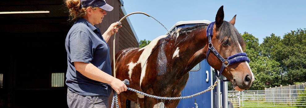 cooling off a horse with water from a hosepipe © RSPCA