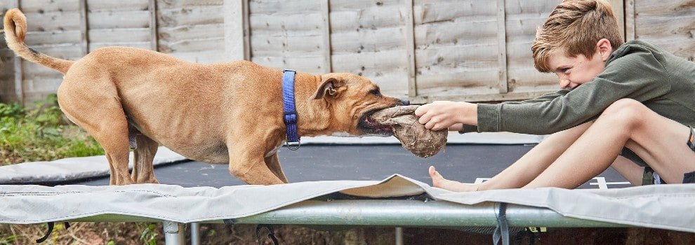 Children & Dogs - How They Can Live Together | RSPCA