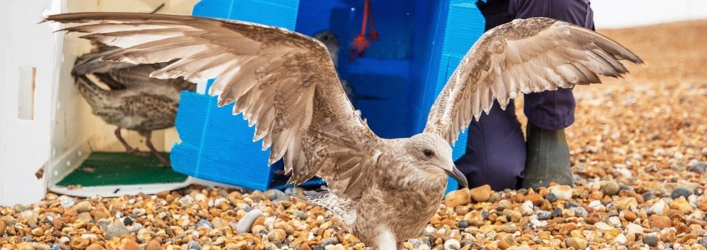 a pair of juvenile gulls being released on the beach © RSPCA