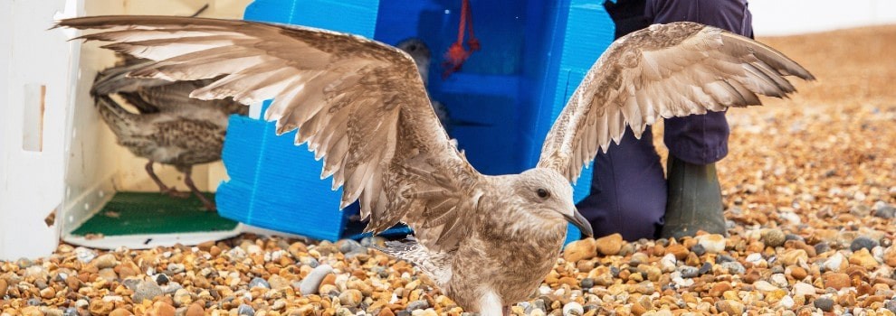 Wildlife Welfare - Helping UK Wildlife | RSPCA Wildlife Welfare - Helping UK Wildlife | RSPCA
