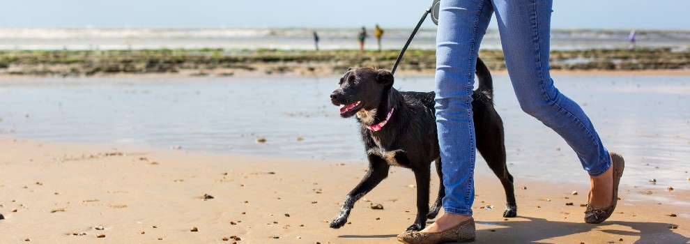 taking a dog for a walk along the beach  © RSPCA