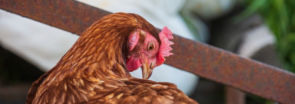 close-up of free range hen © RSPCA