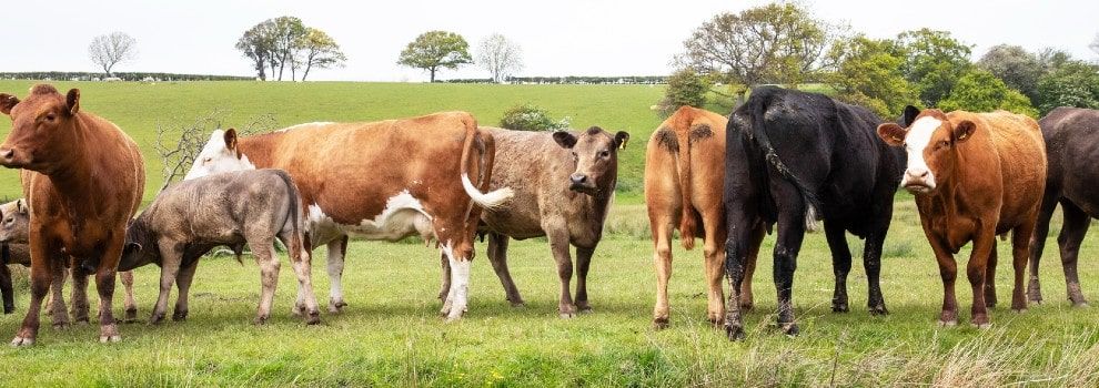 beef cattle standing in a field