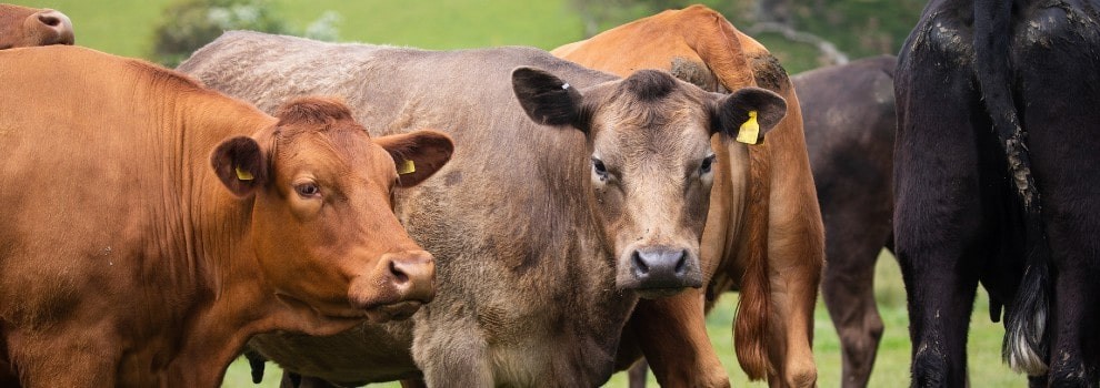 beef cattle standing in a field © RSPCA