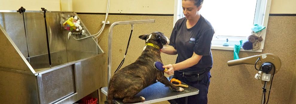 animal care assistant brushing an english bull terrier on a grooming table