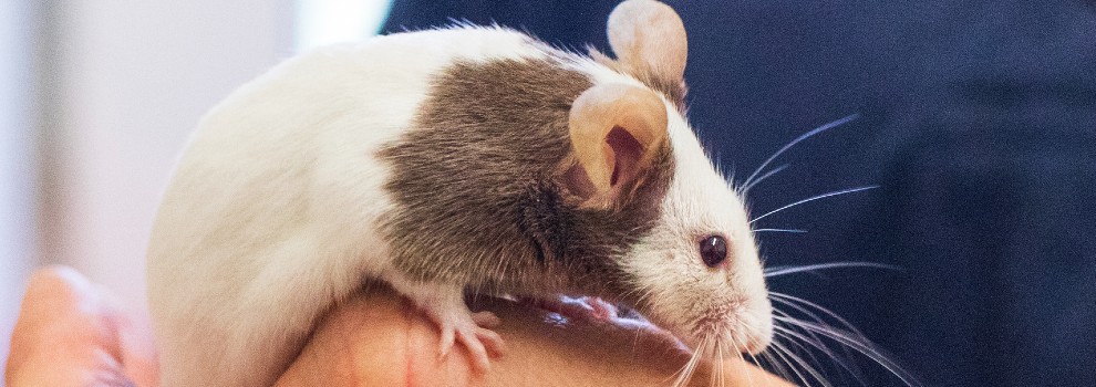close-up of mouse being held by a human hand © RSPCA
