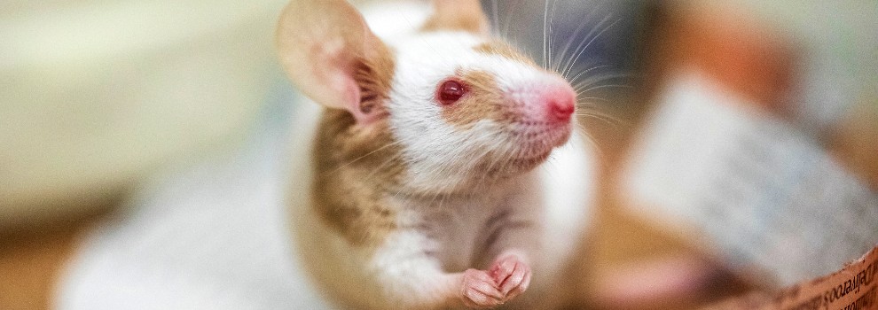 close-up of rescued mouse © RSPCA