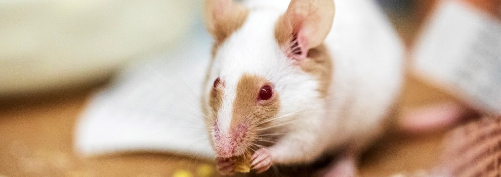 close-up of mouse eating © RSPCA