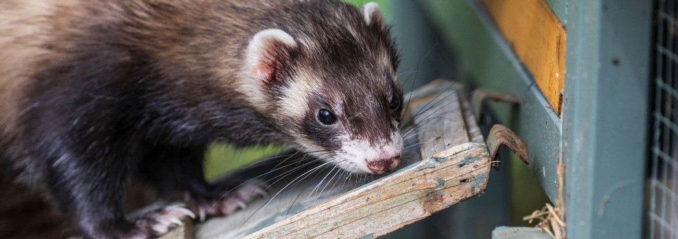 Happy ferret cheap