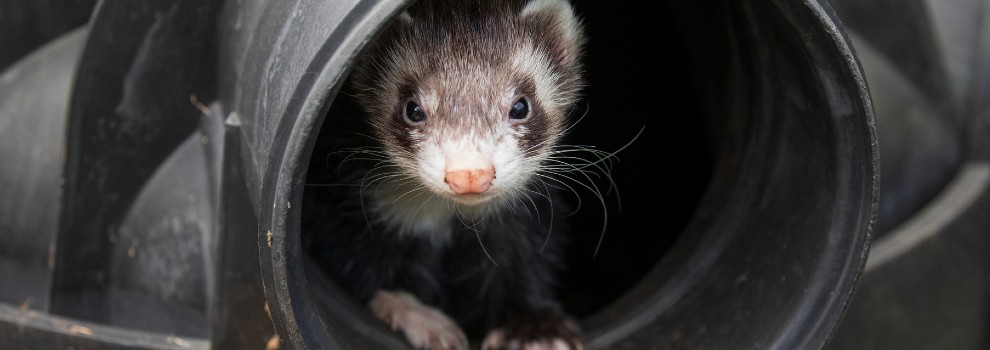 ferret playing inside a plastic pipe © RSPCA