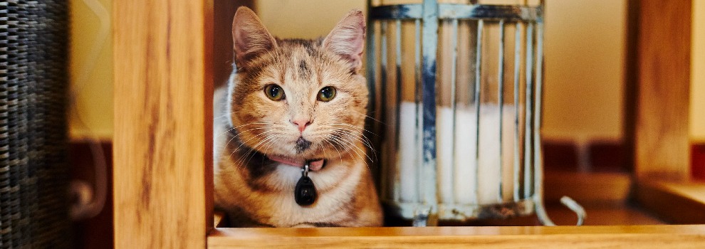 Keeping Cats Indoors - House Cat Tips | RSPCA
