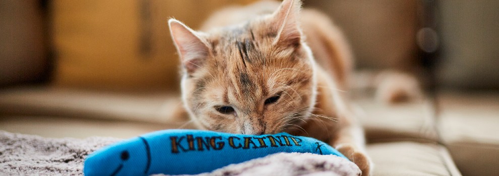 kitten playing on settee with catnip toy © RSPCA