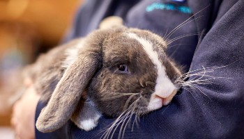 grey and white rabbit being held by animal care assistant © RSPCA