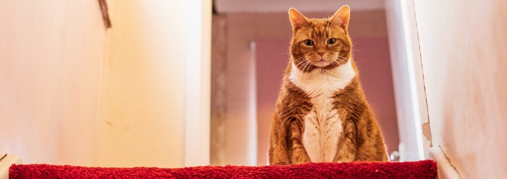 overweight female ginger cat sitting on a stair © RSPCA
