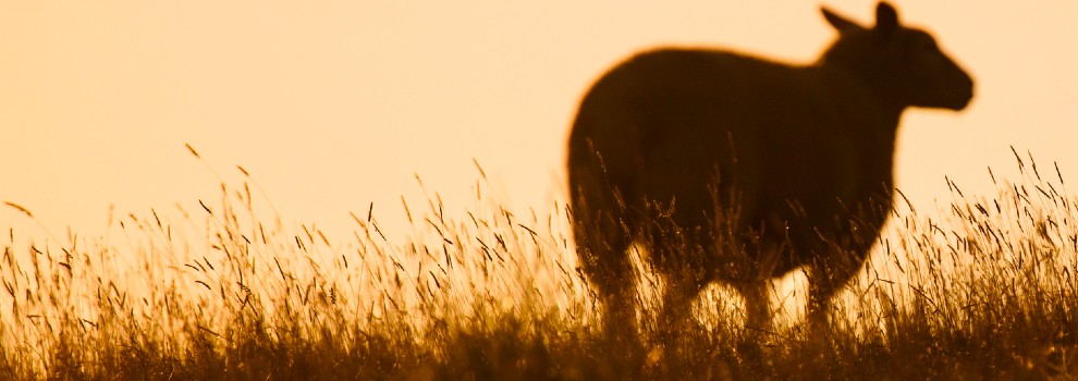 sheep in a field at sunset silhouetted against an early evening sky ©RSPCA