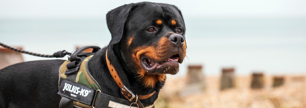 Meeting a Dog You Don't Know | RSPCA Meeting a Dog You Don't Know | RSPCA