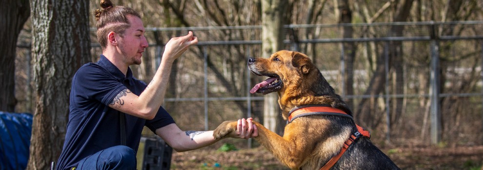 how do i train my dog to wait for a treat