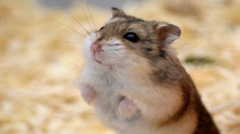 unwanted hamster pets at home