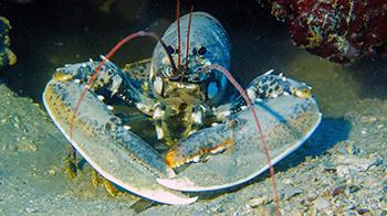 Lobster in the ocean