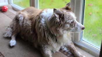 Six tips for walking your elderly dog - RSPCA Six tips for walking your elderly dog - RSPCA