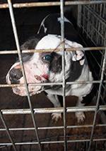 Dog inside cage with facial injuries © RSPCA