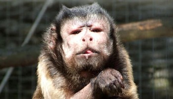 close-up of rescued capuchin monkey in a monkey sanctuary © RSPCA