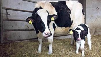 Black and white dairy cow and calf standing on straw