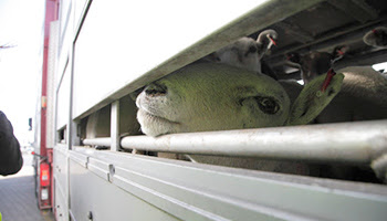 RSPCA live transport