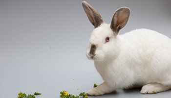 rspca rabbit