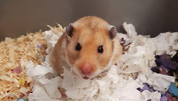 rspca hamster