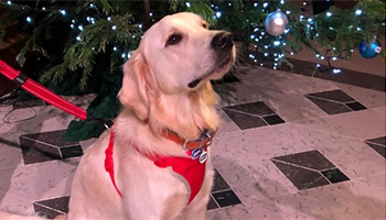 rspca christmas