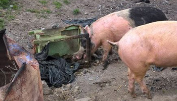 animal abuse on farm