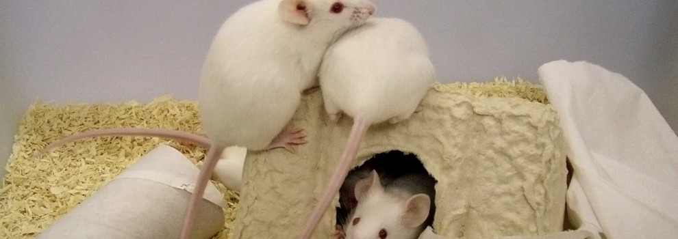 lab animals