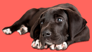 Black puppy