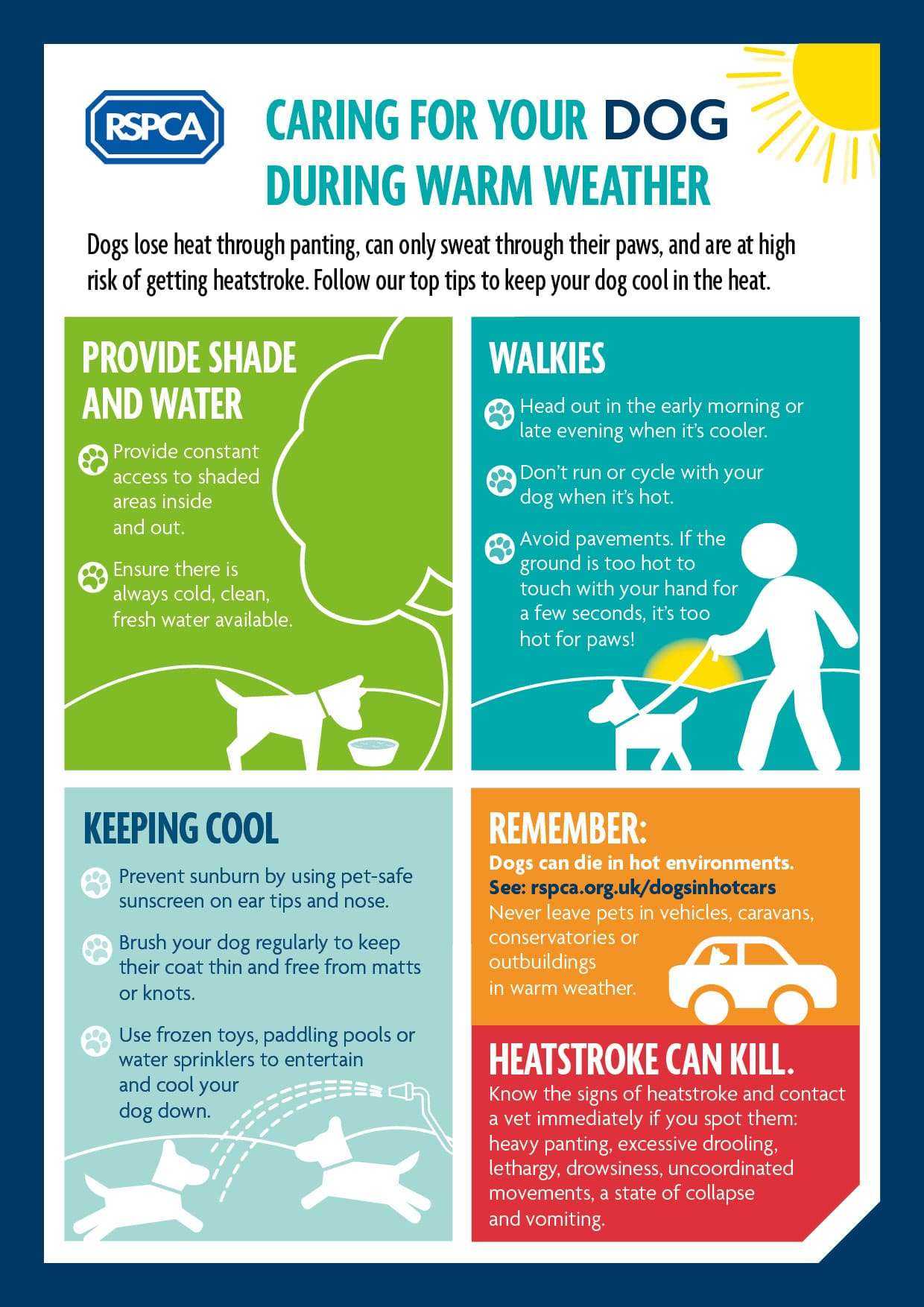 Caring for your dog during warm weather infographic