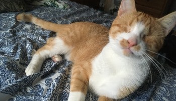 Arthur and Gabriel love their new home © RSPCA