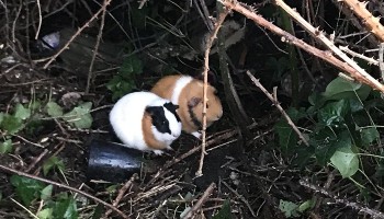 Guinea pigs Bramble and Blackberry were abandoned © RSPCA