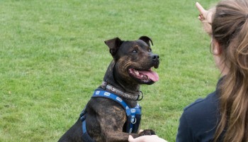 Adoptober RSPCA dog at animal centre