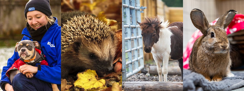 A split image from left to right, a woman and a puppy, a hedgehog in a pile of leaves, a small horse in a pen, a rabbit on a soft blanket.