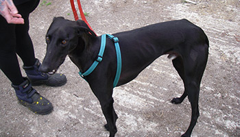 Archie after coming into our care © RSPCA