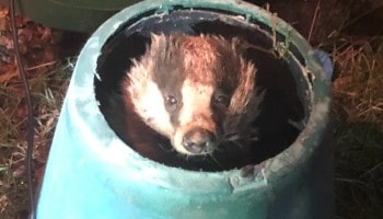 Badger stuck in compost bin © RSPCA