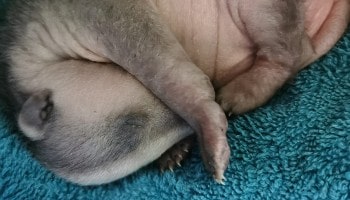 Oprhaned badger cub © RSPCA