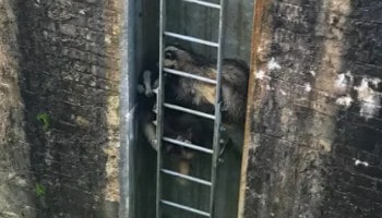 Badgers stuck on canal wall © RSPCA